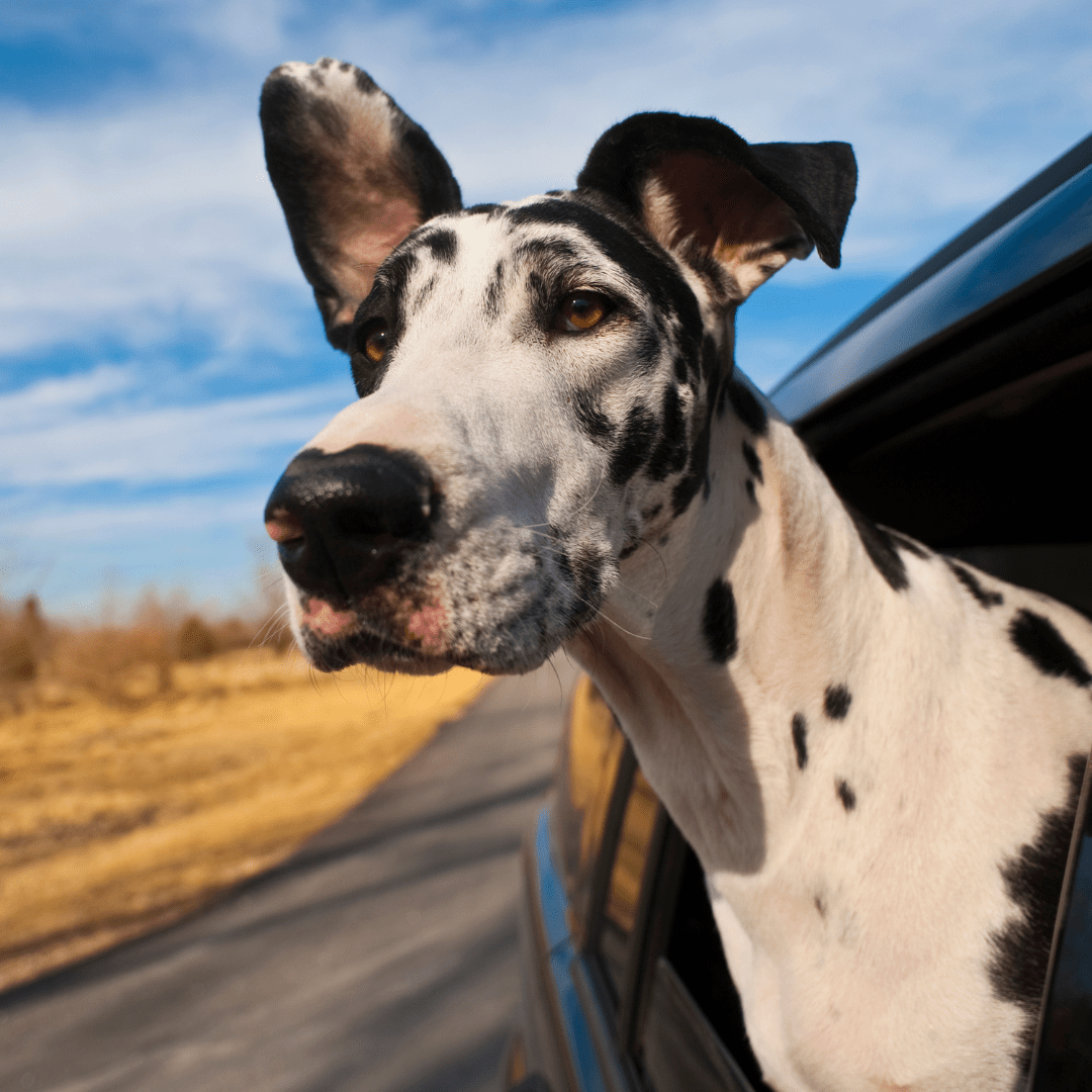great dane in car