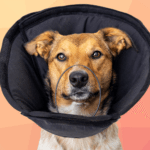 Assisi DentaLOOP® Therapy Device: Clinical Protocols for Veterinary Dental Pain Management