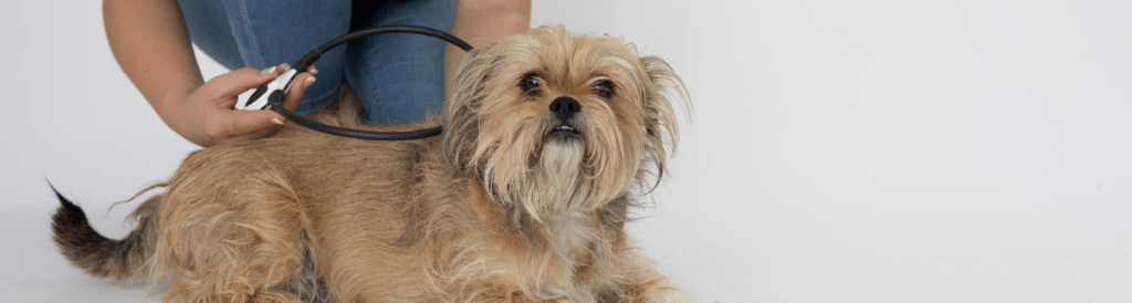 Owner applying the Assisi Loop targeted PEMF therapy device to a small dog 