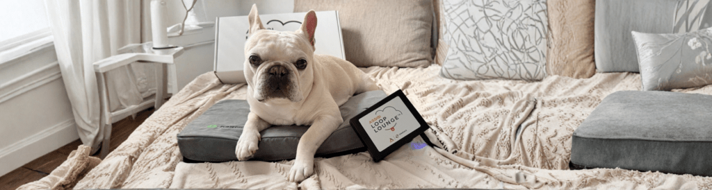 French bulldog lying on a bed next to the Assisi Loop Lounge PEMF therapy device
